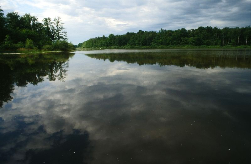 Etang de la Dombes, mai 1993 - l:800, h:523, 135673, JPEG