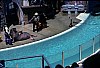 D537 – Sea World (San Diego) - l:100, h:68, 8940, JPEG