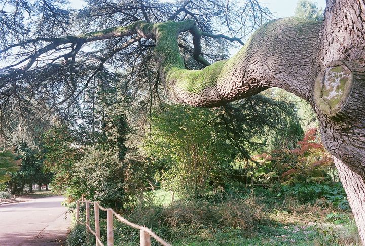 Cedrus libani, Parc de la Tête d’or. w:720, h:486, 165182, JPEG Cedrus libani, Parc de la Tête d’or. w:720, h:486, 165182, JPEG
