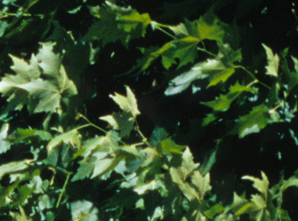 Konica Hexar AF l:587, h:436 Konica Hexar AF l:587, h:436