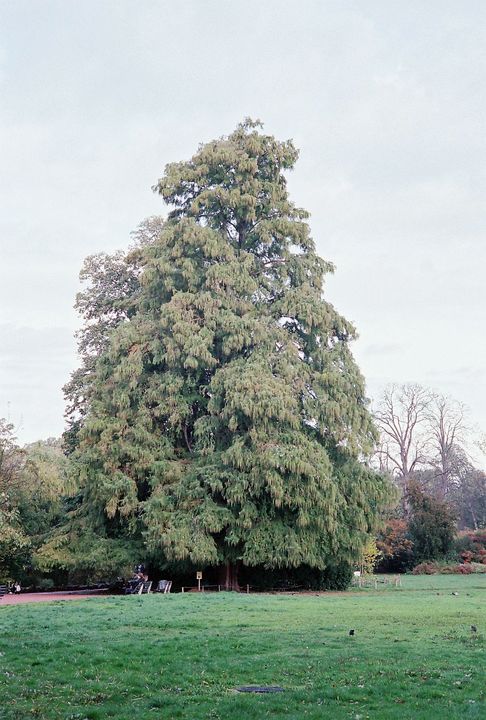 Taxodium distichum. Leica M7, Summarit-M 50/2.5 f/8 1/125s, Kodak Portra 400 w:486, h:720, 87576, JPEG Taxodium distichum. Leica M7, Summarit-M 50/2.5 f/8 1/125s, Kodak Portra 400 w:486, h:720, 87576, JPEG