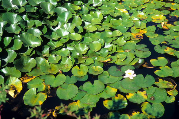w:600, h:398, 168753, JPEG l:600, h:398, 168753, JPEG
