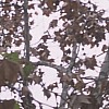 Crop/Elmar l:100, h:100, 10858, JPEG Crop/Elmar l:100, h:100, 10858, JPEG