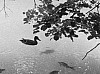 detail l:100, h:74, 8017, JPEG detail l:100, h:74, 8017, JPEG