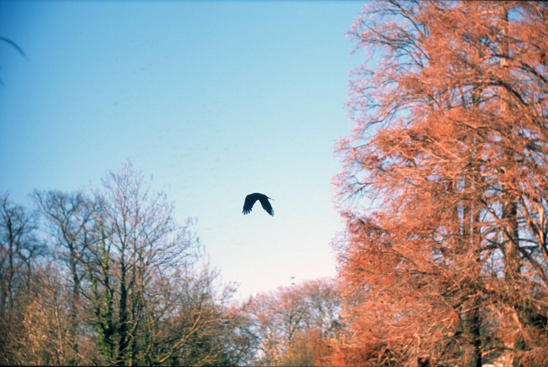 w:800, h:536, 205658, JPEG l:800, h:536, 205658, JPEG