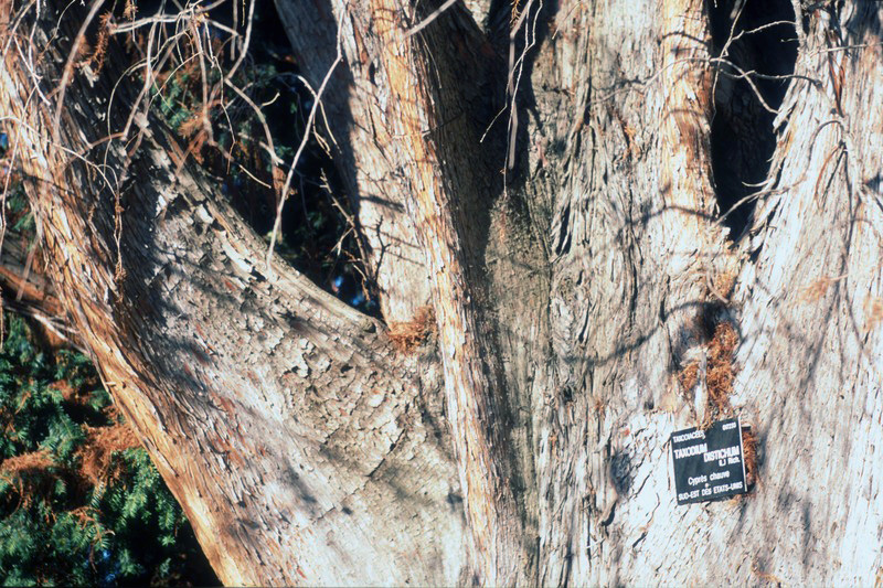 Taxodium distichum (Cyprès chauve) l:800, h:533, 321877, JPEG