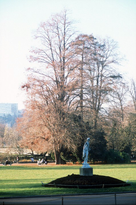 Parc avec Cyprès chauve l:477, h:720, 180983, JPEG