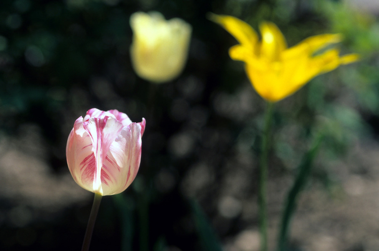 objectif 90mm macro l:750, h:496