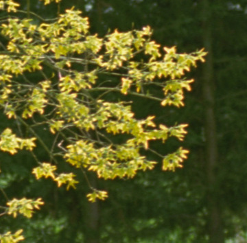 Detail l:360, h:354, 55447, JPEG Detail l:360, h:354, 55447, JPEG