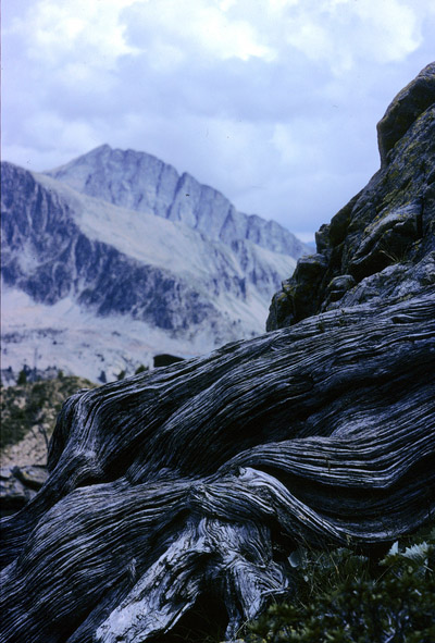 Souche, Isola 2000, objectif 50mm l:400, h:591 Souche, Isola 2000, objectif 50mm l:400, h:591